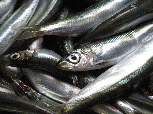 Cook the Book Party Planner: Pasta with Sardines